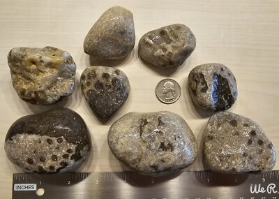   8 Petoskey Stones Hexagonaria Tabulate Coral Devonian Era Michigan