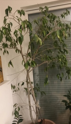 Büro-und Zimmerpflanze grüner Ficus benjamini - Birkenfeige-190 cm hoch - Bild 7 von 8