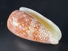 Conus (Textilia) adamsonii 51.1 mm Magnificent Cherry Red Giant from Marquesas — photo 8