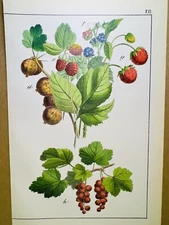 ANTIQUE POSTER FLOWER NATURE POSTER PICTURES ILLUSTRATION 1882 BOTANY PLANT