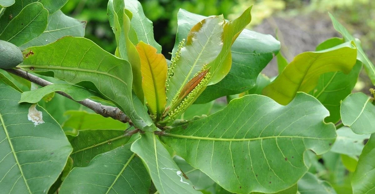 Almond Plant Leaves