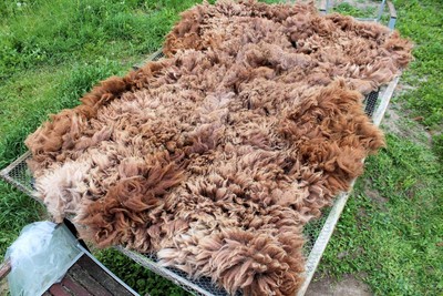 Alpaca leg /& neck Fleece 100/% for spinning or felting 1kg dark brown