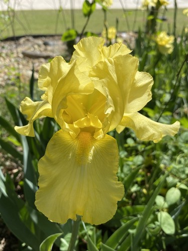 Tall Bearded Iris--Yellow; 2 Rhizomes