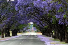 Blue Jacaranda, Jacaranda Mimosifolia, Tree Seeds