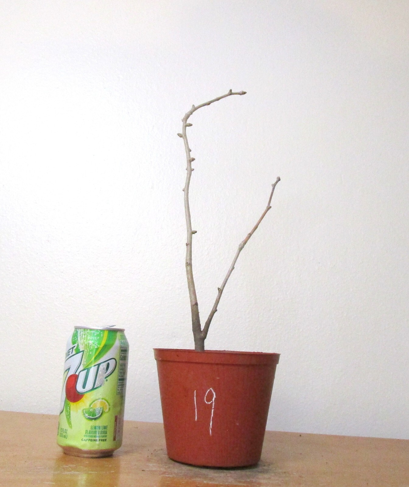 Gingko Biloba for mame shohin bonsai tree #19