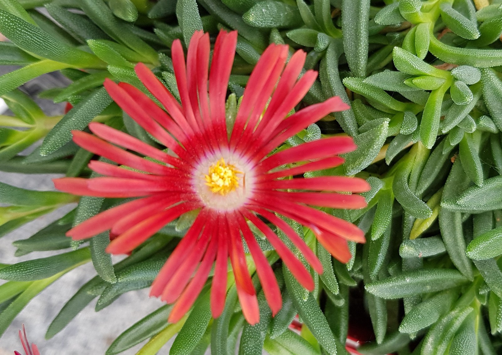 Pourpier vivace Delosperma dyeri Red Mountain en pot de 2L rouge éclatant