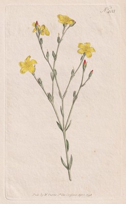 Linum Africanum Flax Lein Flachs flower Botanik Botanical engraving Curtis 403