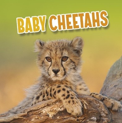 Martha E. H. Rustad Baby Cheetahs (Taschenbuch) Baby Animals