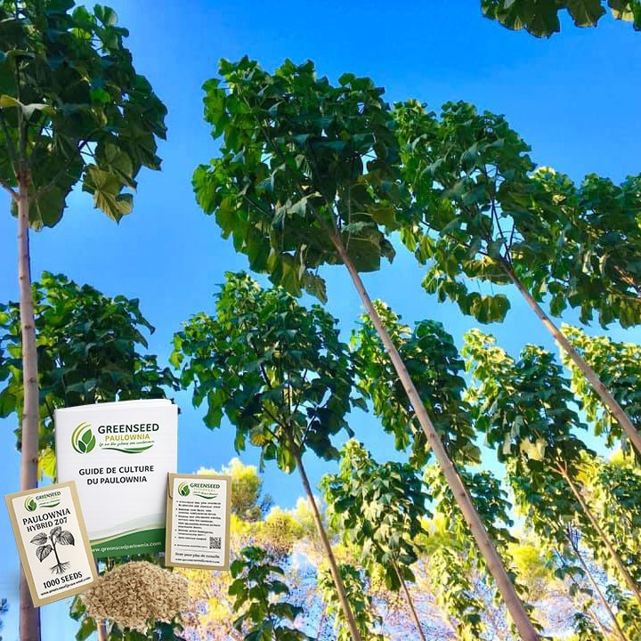 Graines de Paulownia ShanTong arbre impérial de croissance rapide