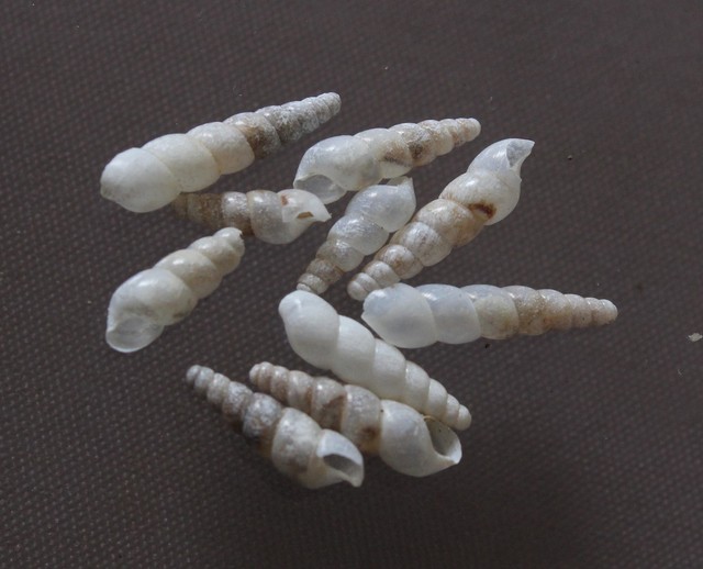 Freshwater shell Trumpet snails THIARIDAE 9 16mm F+/F++ set of 10