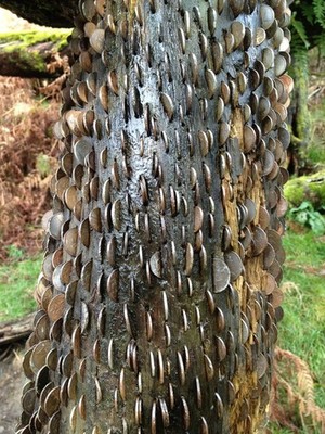 Foto A2 Nahaufnahme von Geldbaum über Rydal Wasser Ambleside Siehe mein Previ c2012