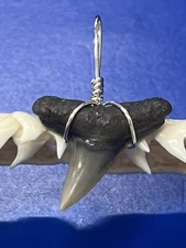 SHARK TOOTH PENDANT Fossilized 7/8 Inch Upper LEMON Shark Tooth 