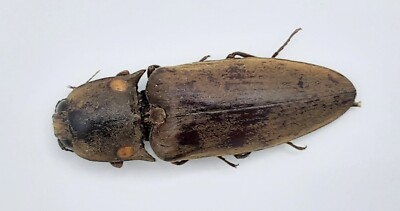 Elateridae ssp., A1, 33 mm, Colombia, #MF8