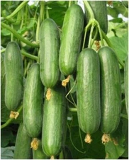 PROXIMUS Hybrid  Beit Alpha Cucumber Seeds