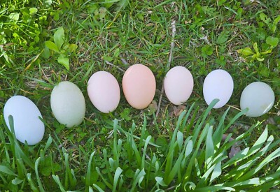 5+1 Rainbow Mix Chicken Hatching Eggs - NPIP Certified - Fresh & Fertile