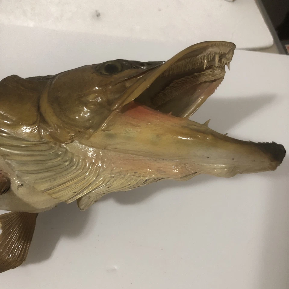 VTG REAL FISH TAXIDERMY 31” TIGER MUSKY WALL MOUNT  Thaddeus Lake Ontario - Image 3 of 4
