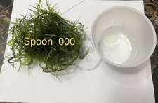 Java Moss - Live Aquarium Plant Baseball Size 4 oz Cup 3x3