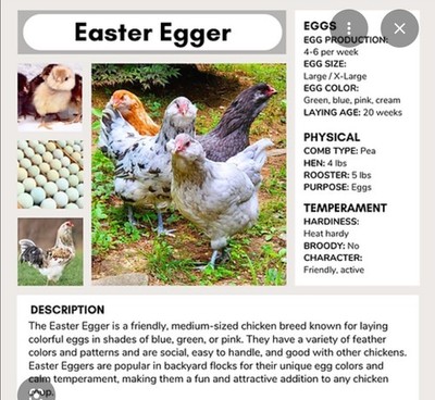 Barn Mix Hatching Eggs