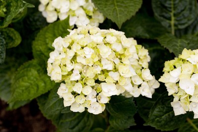 Hydrangea 'Endless Summer' THE BRIDE, Hortensie, weiß, 30 40 cm