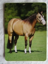 HORSE SWAP CARD~MODERN NEW~QUARTER HORSE HANDSOME BUCKSKIN BLAZE & SOCKS#98