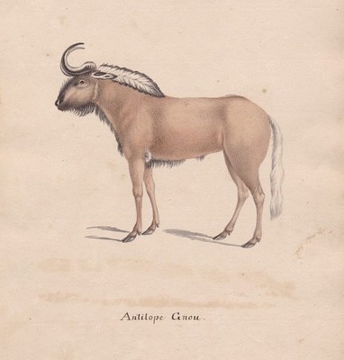 Gnu gnou gnu antelope antelope original watercolor watercolor drawing