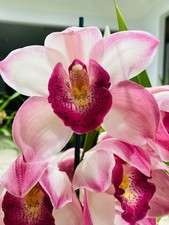 Cymbidium Barrita Peace  Strawberry Lip Flush   1 Gallon Pot.