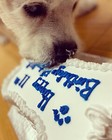 redondodog