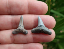 Lemon Shark (Negaprion) Fossil Teeth Florida