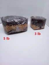 5.5 lb All in One Mushroom Grow Bag Sterilized GROWING BIO-BAG KIT FAST SHIP [A]