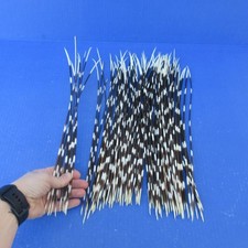 100 piece lot of South African Porcupine Quills 13 to 16 inches 51949