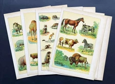 Lot of 12 Antique Animal Prints 1895 – Mammals, Wildlife, Primates & Cats