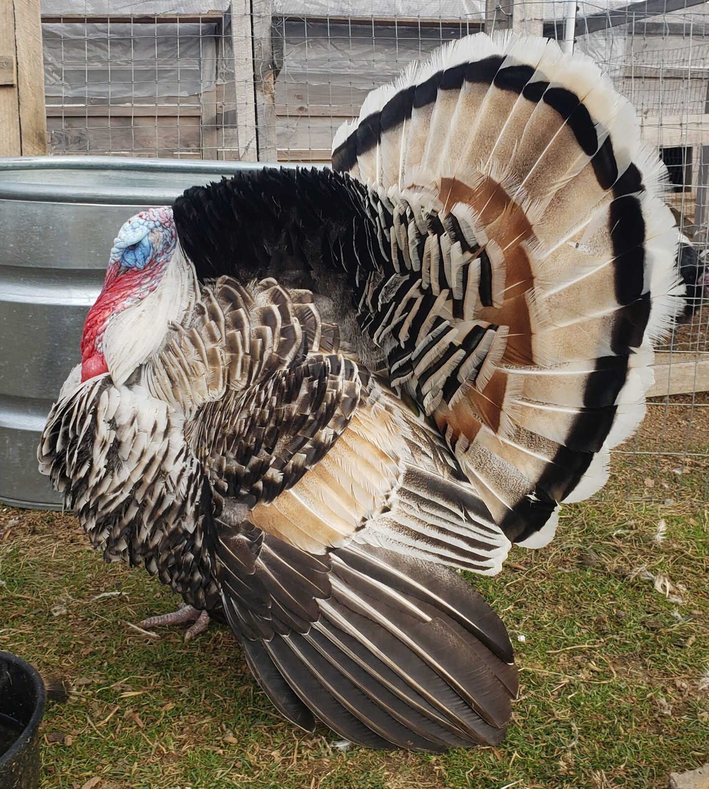 6+ Sweetgrass Turkey Hatching Eggs eBay