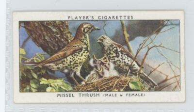 birds of a feather tobacco Smoke Summary: Sutliff "Whimsical" birds of a feather tobacco