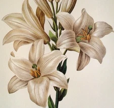 P J Redoute Beautiful Flowers LILIUM CANDIDUM Botanical Art Print Book Plate 76