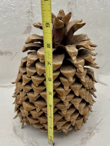Giant Coulter Pine Cone California Widow Maker Natural Hooked Tips 9.5”X7.5” - Picture 10 of 11