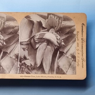 American Agriculture Stereoview C1893 Lake Worth FL Real Photo Banana Tree
