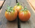 Splash of Cream Tomate 5+ Samen Erbstck P 231