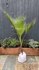 🌴 Washingtonia Robusta - Mexican Fan Palm Tree 120cm