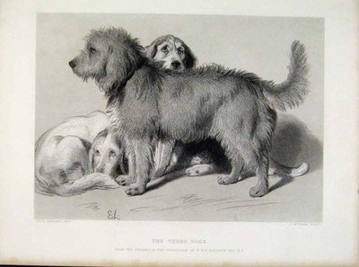 Original alter antiker Druck Baum Hunde Stahlstich Tier 1876 19.