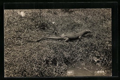 Lizard on a Meadow Next to Waterhole, Postcard 1925 