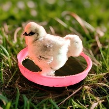 18 Silkie Hatching Eggs a Few For Good Luck.
