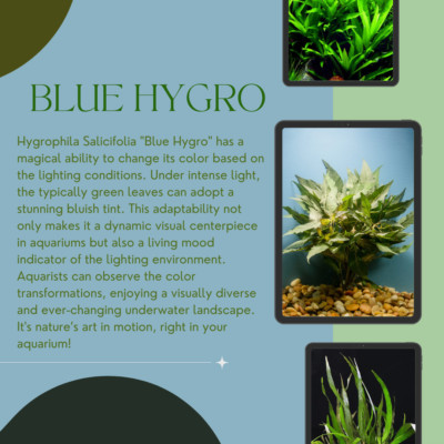 Hygrophila Salicifolia ''Blue Hygro'' - Freshwater Aquatic Plant - Wholesale