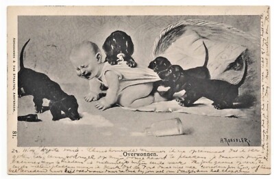  Postcard Kids, Dachshund Puppies Annoy Baby, Drink His Milk