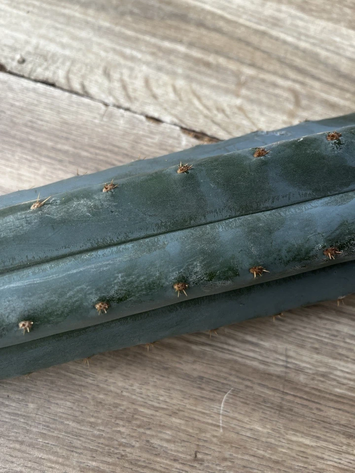 Pachanoi, 2x1 - bluish SanPedro, 'INMORTALES' 65 cm 2 Top cutting, soft thorns. - Imagen 2 de 4