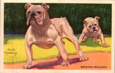 1920s-40s Our Friend The Dog Trade Card - English Bulldog Breed Vignette