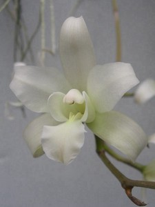 Laelia autumnalis alba MOUNTED, NEW GROWTH, MEXICAN, RARE FORM, ORCHID SPECIES