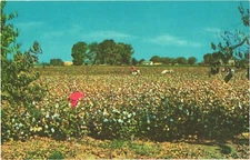 Panoramic View of The Cotton Field In The Sunny South Postcard