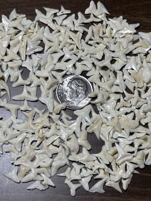 #ad 300 White Shark Teeth Micro Mini Assorted Tiger Hammerhead Bull Lemon $33.74