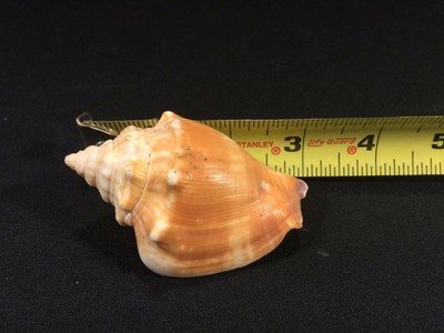 2) Conch Type Shells Approximately 5 2) Conch Type Shells Approximately 5
