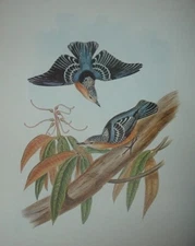 1969 BEAUTIFUL NUTHATCH John Gould Color Lithograph Print Asian Bird